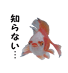金魚で煽る（個別スタンプ：11）