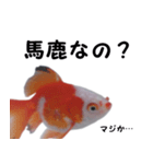 金魚で煽る（個別スタンプ：12）