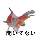 金魚で煽る（個別スタンプ：14）
