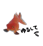 金魚で煽る（個別スタンプ：16）