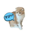 ミラたんスコスタンプ（個別スタンプ：8）
