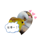 白インコ べるちゃん（リアル）（個別スタンプ：5）