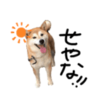 いろんな柴犬（個別スタンプ：1）