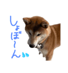 いろんな柴犬（個別スタンプ：2）