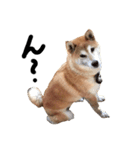 いろんな柴犬（個別スタンプ：3）