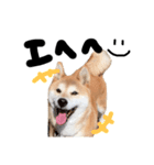 いろんな柴犬（個別スタンプ：4）