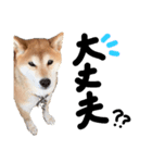 いろんな柴犬（個別スタンプ：6）