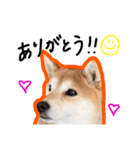 いろんな柴犬（個別スタンプ：8）