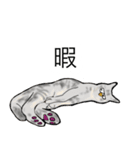 軍手猫。（個別スタンプ：18）