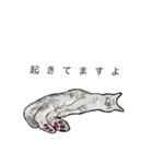 軍手猫。（個別スタンプ：20）