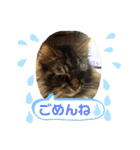 うちのコテツくん。（個別スタンプ：6）