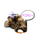 うちのコテツくん。（個別スタンプ：7）