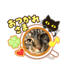うちのコテツくん。（個別スタンプ：11）