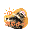 うちのコテツくん。（個別スタンプ：12）