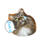 うちのコテツくん。（個別スタンプ：15）