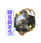 うちのコテツくん。（個別スタンプ：16）