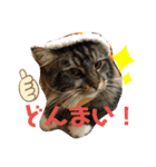 うちのコテツくん。（個別スタンプ：23）