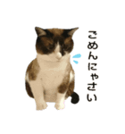 猫【ビスタンプ】（個別スタンプ：1）