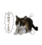 猫【ビスタンプ】（個別スタンプ：3）
