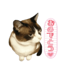 猫【ビスタンプ】（個別スタンプ：5）