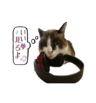 猫【ビスタンプ】（個別スタンプ：7）