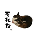 猫【ビスタンプ】（個別スタンプ：8）