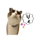 猫【ビスタンプ】（個別スタンプ：9）