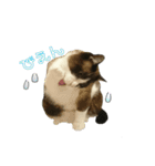 猫【ビスタンプ】（個別スタンプ：10）