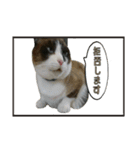 猫【ビスタンプ】（個別スタンプ：11）