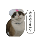 猫【ビスタンプ】（個別スタンプ：12）