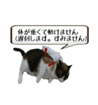 猫【ビスタンプ】（個別スタンプ：13）