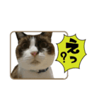 猫【ビスタンプ】（個別スタンプ：14）