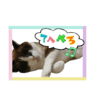 猫【ビスタンプ】（個別スタンプ：15）
