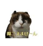 猫【ビスタンプ】（個別スタンプ：16）