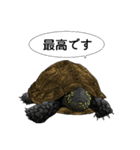 とてもかわいいカメさんスタンプ（個別スタンプ：8）