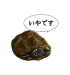 とてもかわいいカメさんスタンプ（個別スタンプ：9）