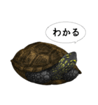 とてもかわいいカメさんスタンプ（個別スタンプ：16）