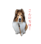 シェルティーむぎちゃん①（個別スタンプ：1）