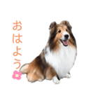 シェルティーむぎちゃん①（個別スタンプ：2）