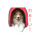 シェルティーむぎちゃん①（個別スタンプ：8）