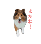 シェルティーむぎちゃん①（個別スタンプ：9）