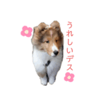 シェルティーむぎちゃん①（個別スタンプ：15）