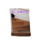 黒柴 梅さん1（個別スタンプ：8）