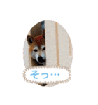 渋い柴女たち（個別スタンプ：2）