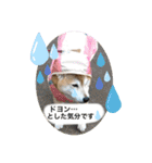 渋い柴女たち（個別スタンプ：4）