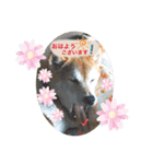渋い柴女たち（個別スタンプ：5）