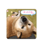 渋い柴女たち（個別スタンプ：9）