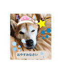 渋い柴女たち（個別スタンプ：10）