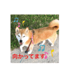 渋い柴女たち（個別スタンプ：11）