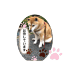 渋い柴女たち（個別スタンプ：17）